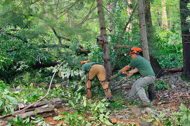 Best Dead Tree Removal  in USA